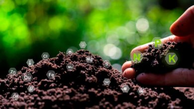 Foto de Por que o Brasil deve liderar a transição para agricultura de baixo carbono