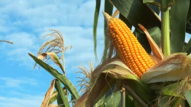 Foto de Preço do milho segue firme e retoma patamar de junho