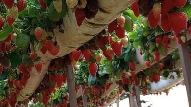 Foto de Morango brasileiro da Embrapa dobra produção e reduz dependência de mudas importadas