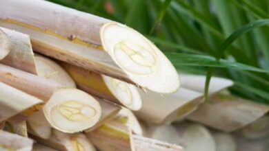 Foto de Palmito pupunha do Vale do Ribeira (SP) ganha selo de IG