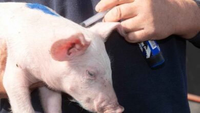 Foto de Suinocultura britânica estabelece meta de redução de 20% no uso de antibióticos até 2028