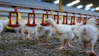 Foto de Selo britânico RSPCA Assured lança meta de 50% de cobertura até 2050