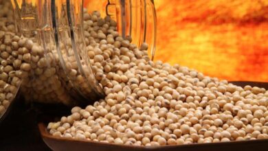 Foto de Como começou a semana no mercado de soja? Saiba as cotações e variações de preços