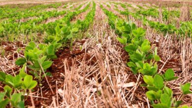 Foto de Replantio na soja e menos poder de compra do produtor; entenda o cenário de custos