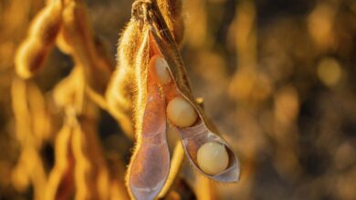 Foto de O que já sabemos sobre a safra 2026/27? Um balanço dos riscos