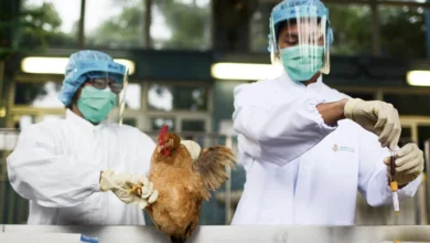 Foto de Primeira morte confirmada pela variante H5N5 da Influenza Aviária nos EUA