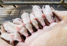 Foto de Nova Zelândia aprova lei e dá prazo de 10 anos para produtores eliminarem baias de gestação