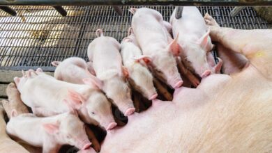 Foto de Nova Zelândia aprova lei e dá prazo de 10 anos para produtores eliminarem baias de gestação