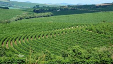Foto de Tecnologias ampliam controle de nematoides no campo