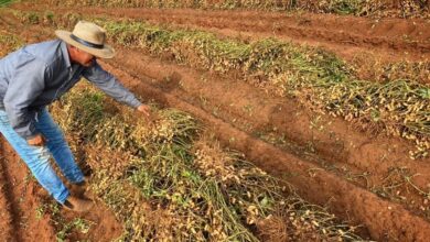 Foto de Mapeamento inédito revela poder do amendoim no Brasil