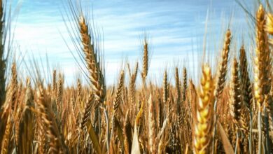 Foto de Safra ajustada sustenta preços do trigo no Sul