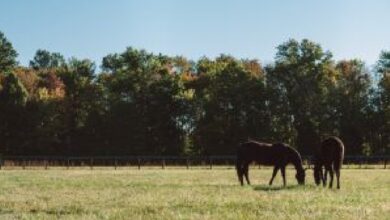 Foto de Zoetis alerta para risco elevado de encefalomielite equina nas chuvas e reforça importância da vacinação preventiva