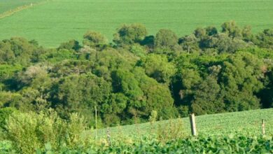 Foto de Faesc comemora derrubada de vetos à Lei de Licenciamento Ambiental e destaca avanço para o agronegócio