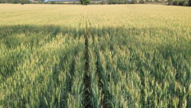 Foto de Biotecnologia impulsiona produtividade do trigo no Sul do Brasil