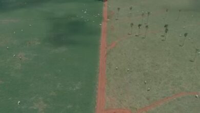 Foto de Capim verde mesmo na seca? Tecnologia com Tifton 85 garante pastagem produtiva em meio à estiagem