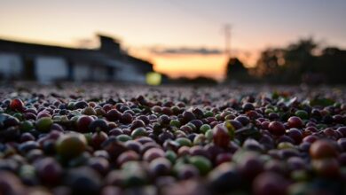 Foto de USDA revisa projeções das safras de café 2025/26 no Brasil, Vietnã e Colômbia