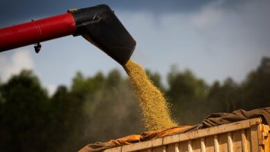 Foto de Produtores Seguram Vendas e Preços da Soja Mantêm Estabilidade no Brasil