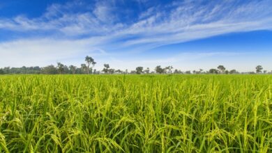 Foto de Insegurança econômica desacelera plantio e reduz área de arroz no Brasil