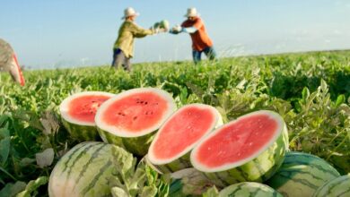 Foto de Carne Certificada Hereford bate recorde de exportações com mais de 260 toneladas enviadas ao exterior