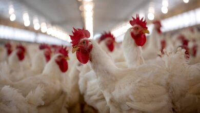 Foto de Saúde das aves garante qualidade do frango e do peru nas ceias de fim de ano