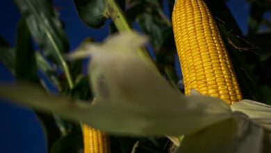 Foto de Mercado de milho: preços seguem voláteis no Brasil enquanto Chicago registra alta, cenário é de cautela e desafios