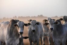 Foto de Pecuária brasileira encerra 2025 mirando um futuro mais tecnológico, sustentável e conectado ao produtor