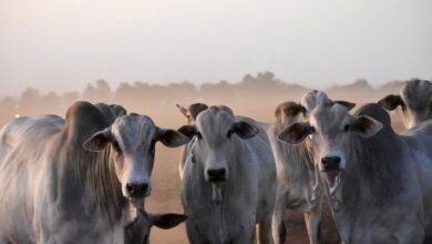 Foto de Pecuária brasileira encerra 2025 mirando um futuro mais tecnológico, sustentável e conectado ao produtor