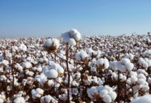 Foto de Brasil amplia área de cultivo e consolida liderança global nas exportações de algodão