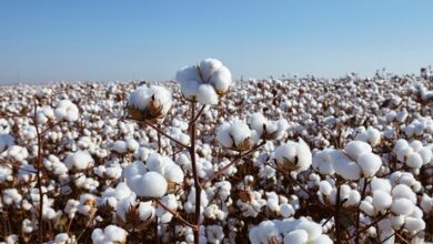 Foto de Brasil amplia área de cultivo e consolida liderança global nas exportações de algodão