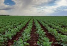 Foto de Chuvas se normalizam e melhoram condições das lavouras de soja no Brasil, aponta AgRural