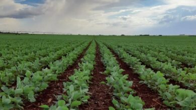 Foto de Chuvas se normalizam e melhoram condições das lavouras de soja no Brasil, aponta AgRural