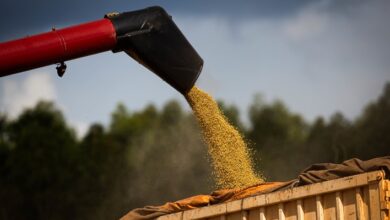 Foto de Soja tem terceira alta consecutiva em novembro, mas sinaliza enfraquecimento em dezembro, aponta Itaú BBA