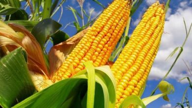 Foto de Demanda interna e cenário internacional sustentam alta dos preços do milho no Brasil e nos EUA, aponta Itaú BBA