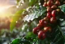 Foto de Café: clima favorável no Brasil e safra asiática trazem alívio ao mercado, aponta Itaú BBA