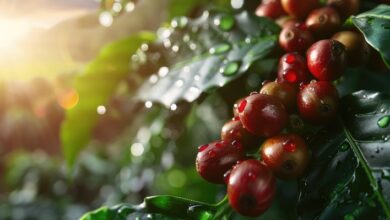 Foto de Café: clima favorável no Brasil e safra asiática trazem alívio ao mercado, aponta Itaú BBA