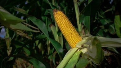 Foto de Mercado de milho mantém ritmo lento no Brasil, mas é sustentado por alta externa e tensão geopolítica