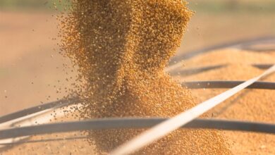 Foto de Mercado da soja mantém viés negativo em Chicago