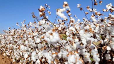Foto de Exportações de algodão crescem e retomam ritmo
