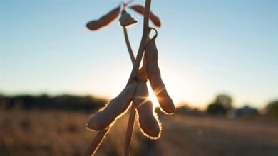 Foto de Soja impulsiona economia e gera desenvolvimento em MT