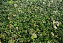 Foto de Fundo Amazônia aprova mais de R$ 2 bilhões em 2025 e amplia ações ambientais