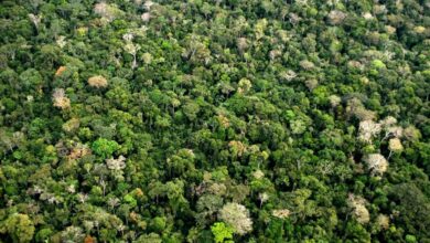 Foto de Fundo Amazônia aprova mais de R$ 2 bilhões em 2025 e amplia ações ambientais