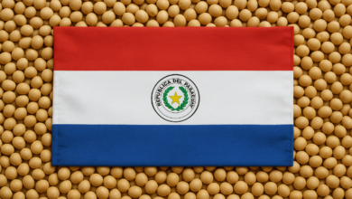 Foto de Safra de soja do Paraguai deve alcançar 10,5 milhões de t após desafios climáticos