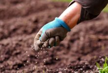 Foto de Mosaic paralisa produção de superfosfato simples no Brasil