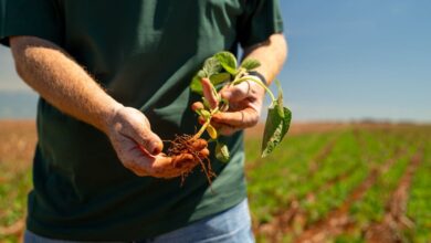 Foto de Produtor trava vendas, mercado estagna e semana fecha com soja parada no Brasil