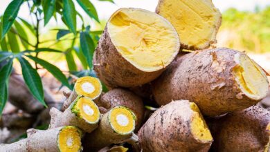 Foto de Embrapa lança nova variedade de mandioca resistente às principais doenças da cultura