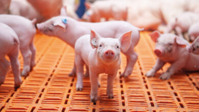 Foto de Tecnologia vencedora de prêmio promete resultados de PRRS e Influenza Suína em 30 minutos