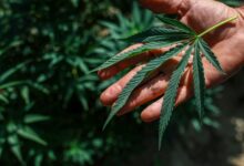 Foto de Em decisão histórica, Trump assina decreto que reduz restrições à maconha nos EUA