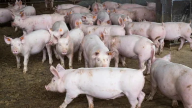 Foto de CNA discute situação da peste suína clássica