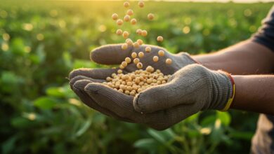 Foto de A Boa Safra deixou de ser um negócio de alto crescimento?