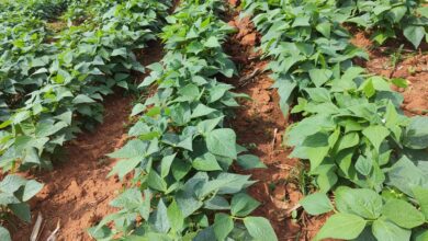 Foto de Feijão-vagem com colheita concentrada ganha espaço entre produtores